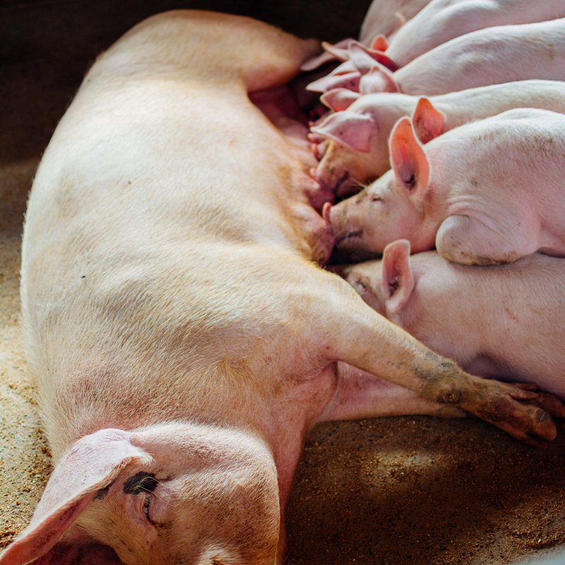 KuzaPro-Pigs_Nov-2021_060.jpg